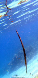 seasnake--sealife DC1000 by Richard Campbell 